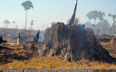 EcoDebate faz retrospectiva ambiental de 2020 e aponta perspectivas para 2021.